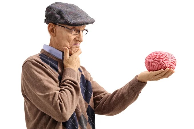 Older man looking at brain model