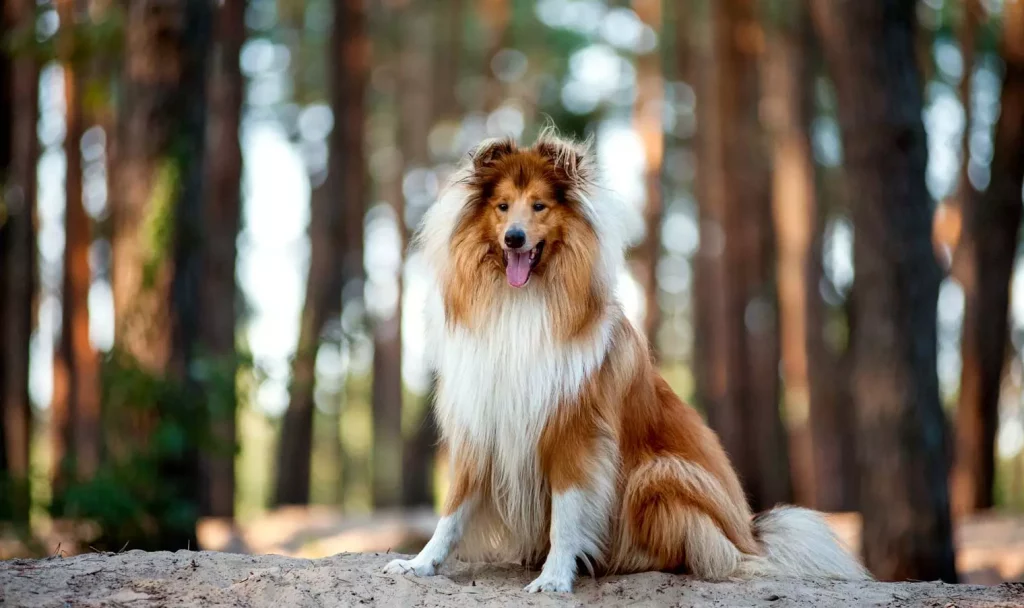 Lassie Going to Help an Addict Stay Clean
