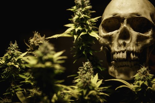 Marijuana- dark image of 4-5 marijuana leaves and buds with a skull looking at the camera for the upper right side of the image.