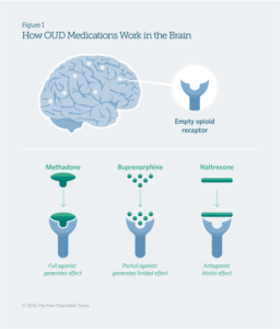 How OUD Medications work in the Brain
