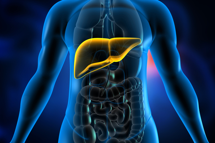 is it possible to repair the liver after heavy alcohol abuse