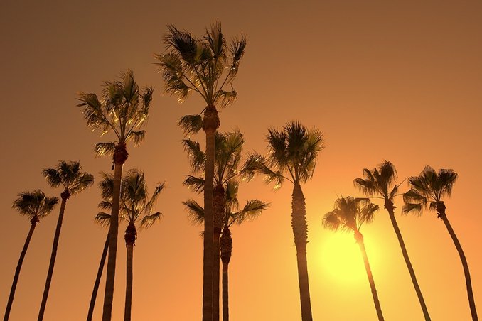A series of palm trees at sunset, show the allure of California for drug and alcohol rehab