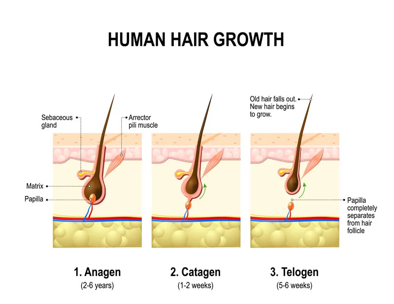 Stages of the Hair Growth Cycle
