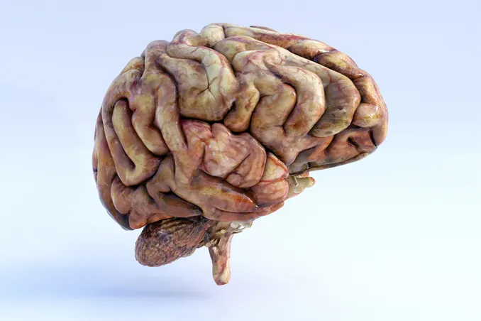 A brain in detail, to show the concept of alcohol-induced dementia and wet brain