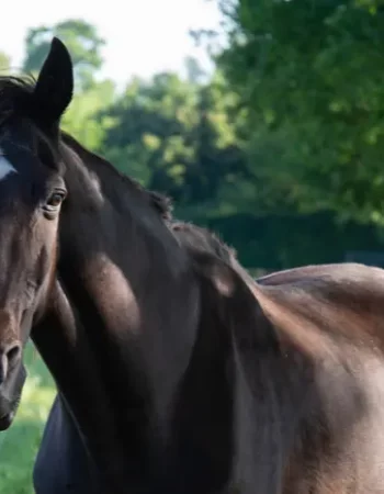 Resurgence Tennessee