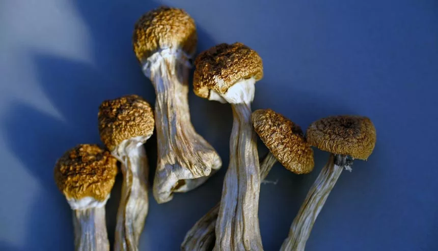 Golden Teacher Mushroom: Facts & Risks | Proven Drug Guides