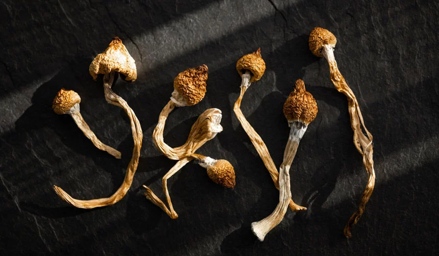 Magic Mushroom